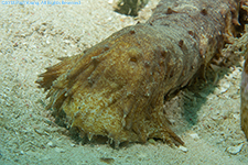 sea cucumber